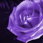 Profile picture of James Beck